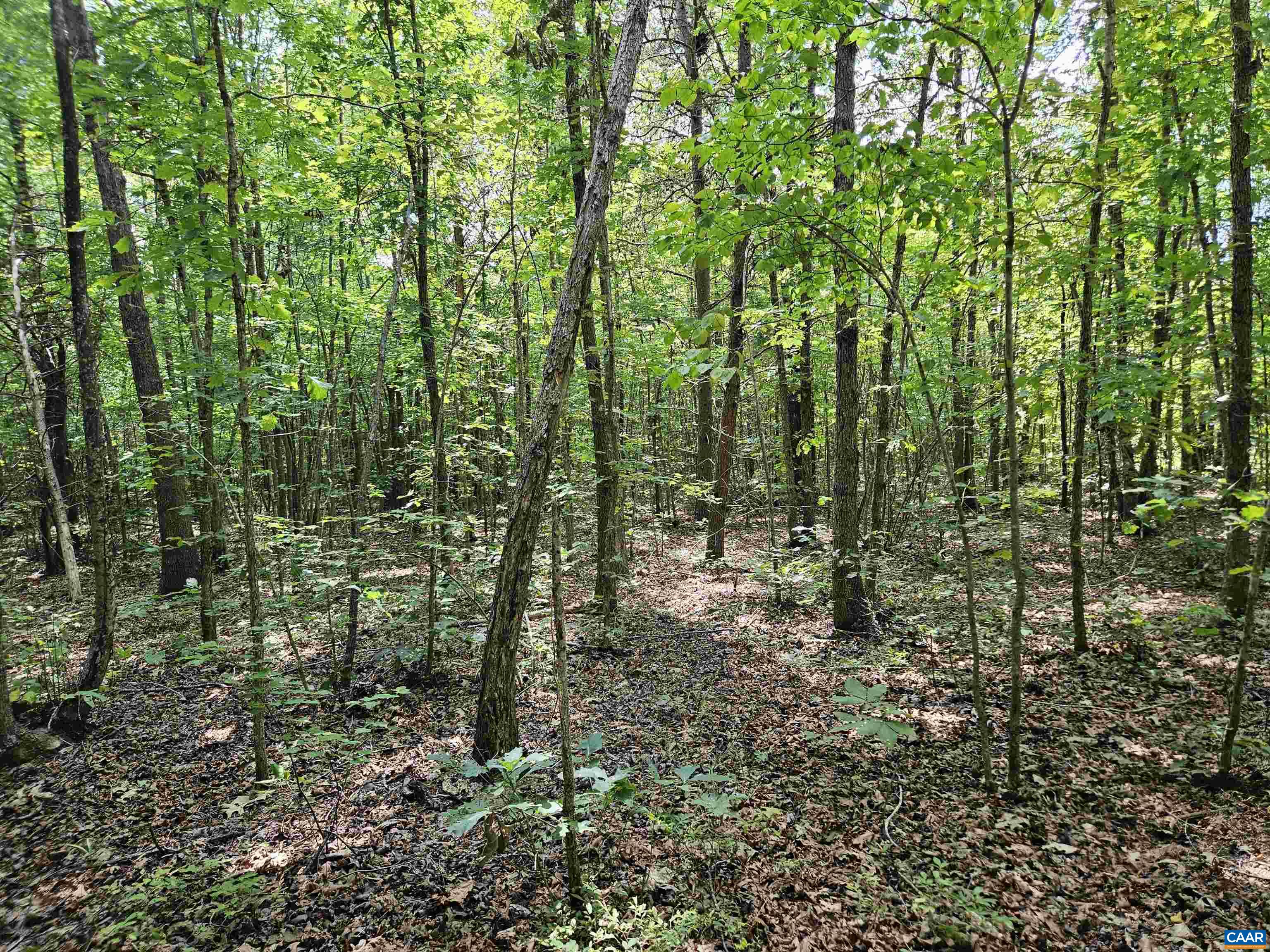 100 Ac W JAMES ANDERSON HWY, GLADSTONE, Virginia 24553, ,Farm,100 Ac W JAMES ANDERSON HWY,675255 MLS # 675255