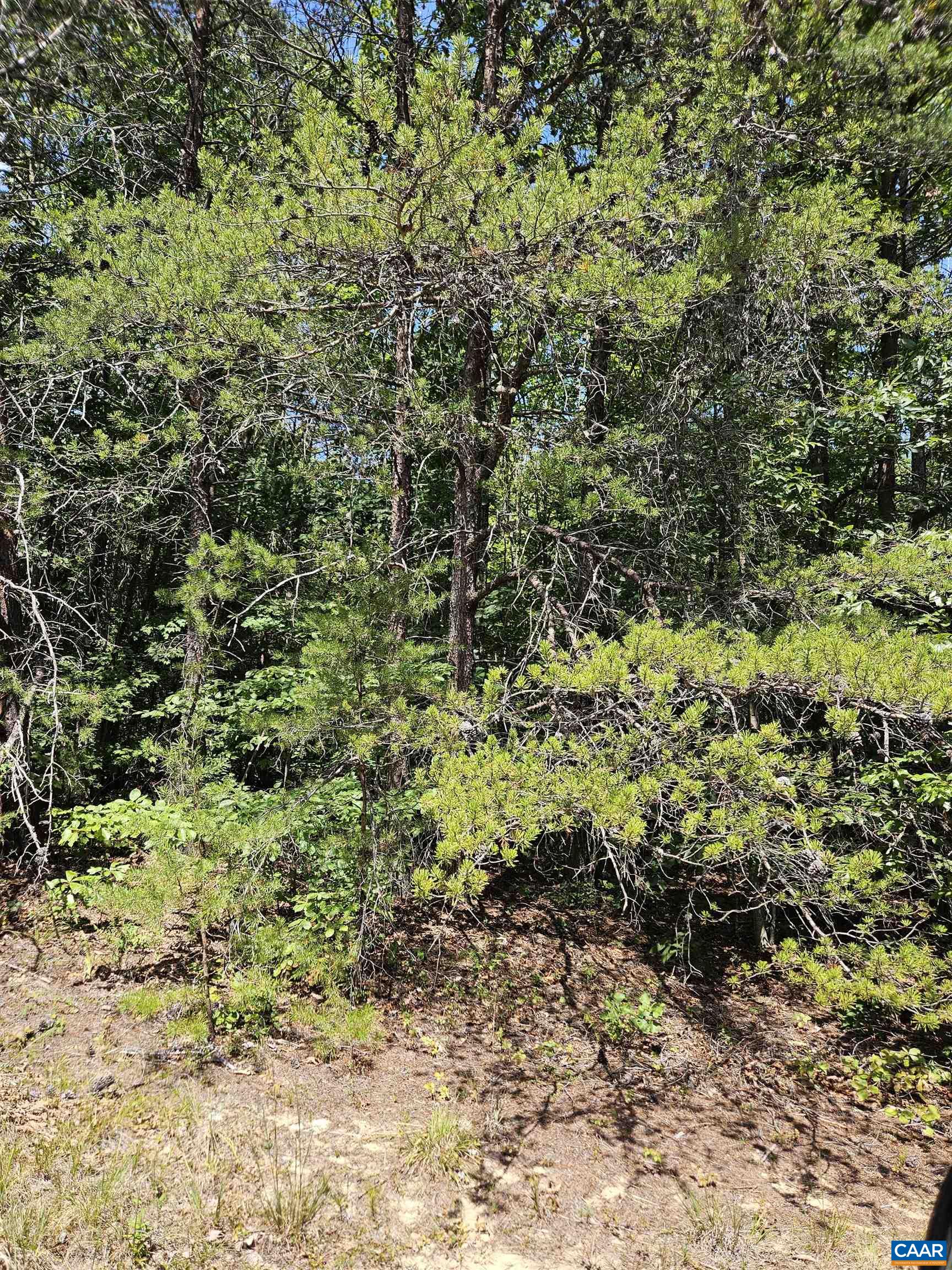 100 Ac W JAMES ANDERSON HWY, GLADSTONE, Virginia 24553, ,Farm,100 Ac W JAMES ANDERSON HWY,675255 MLS # 675255