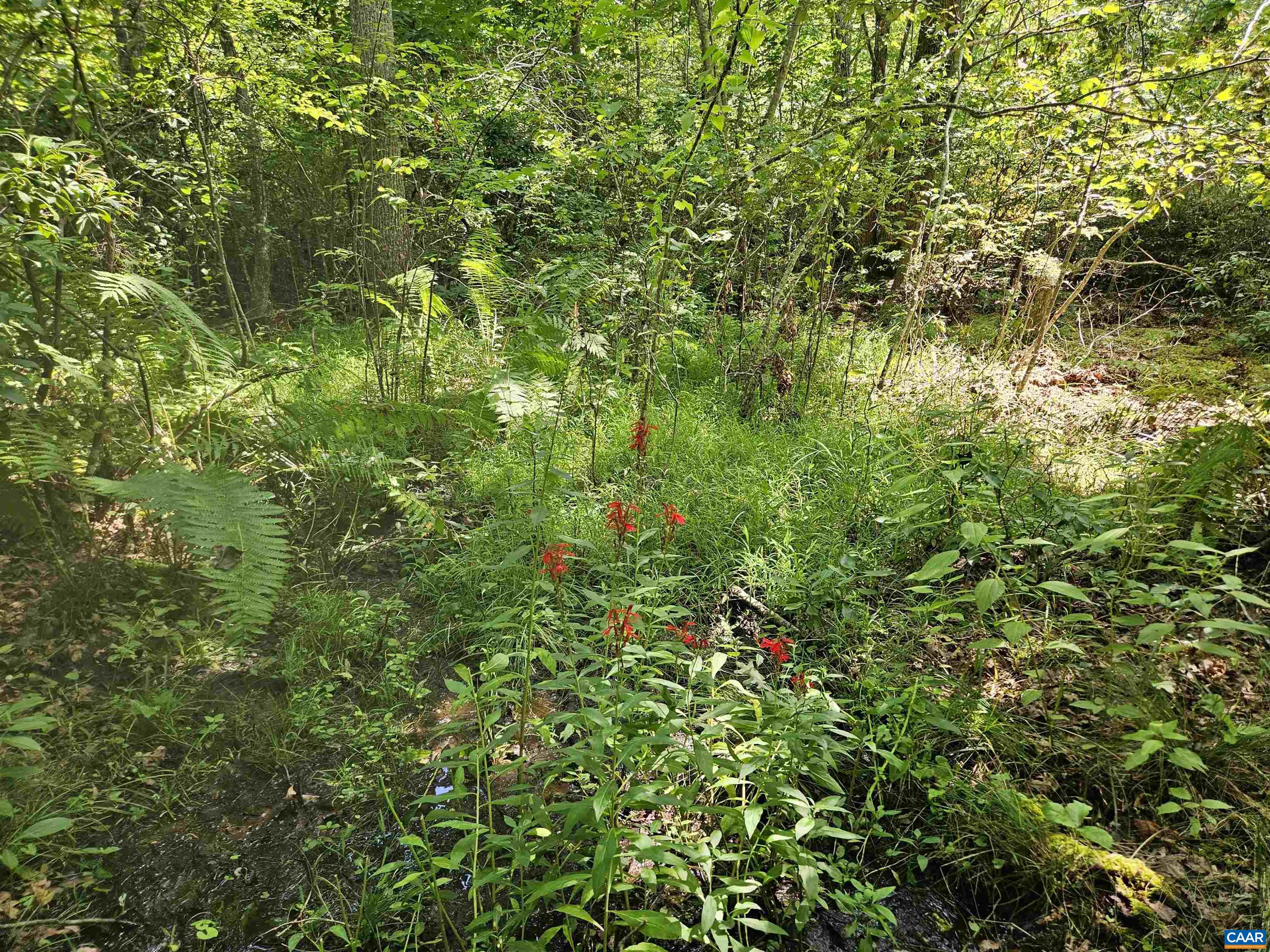 100 Ac W JAMES ANDERSON HWY, GLADSTONE, Virginia 24553, ,Farm,100 Ac W JAMES ANDERSON HWY,675255 MLS # 675255