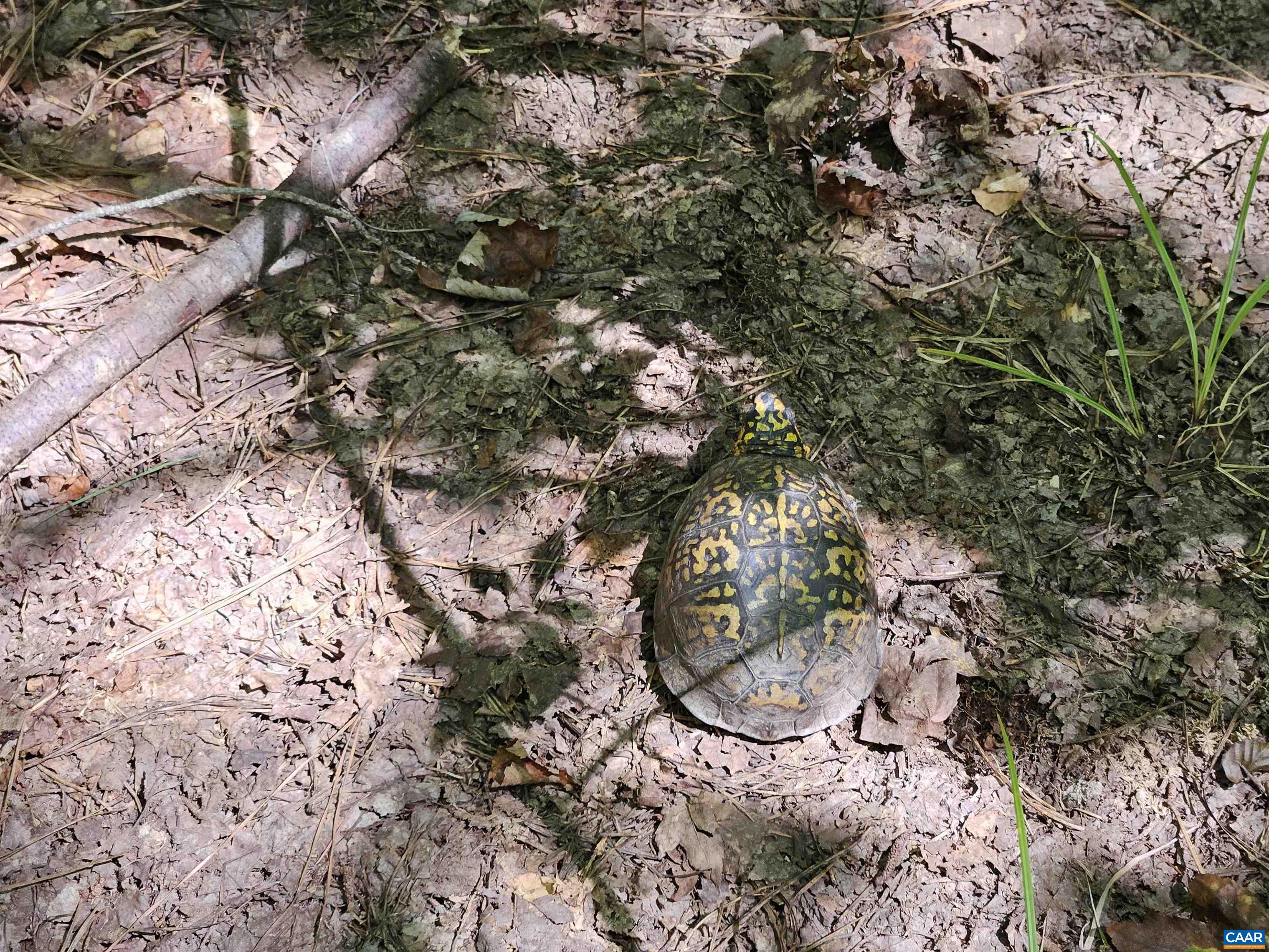 100 Ac W JAMES ANDERSON HWY, GLADSTONE, Virginia 24553, ,Farm,100 Ac W JAMES ANDERSON HWY,675255 MLS # 675255