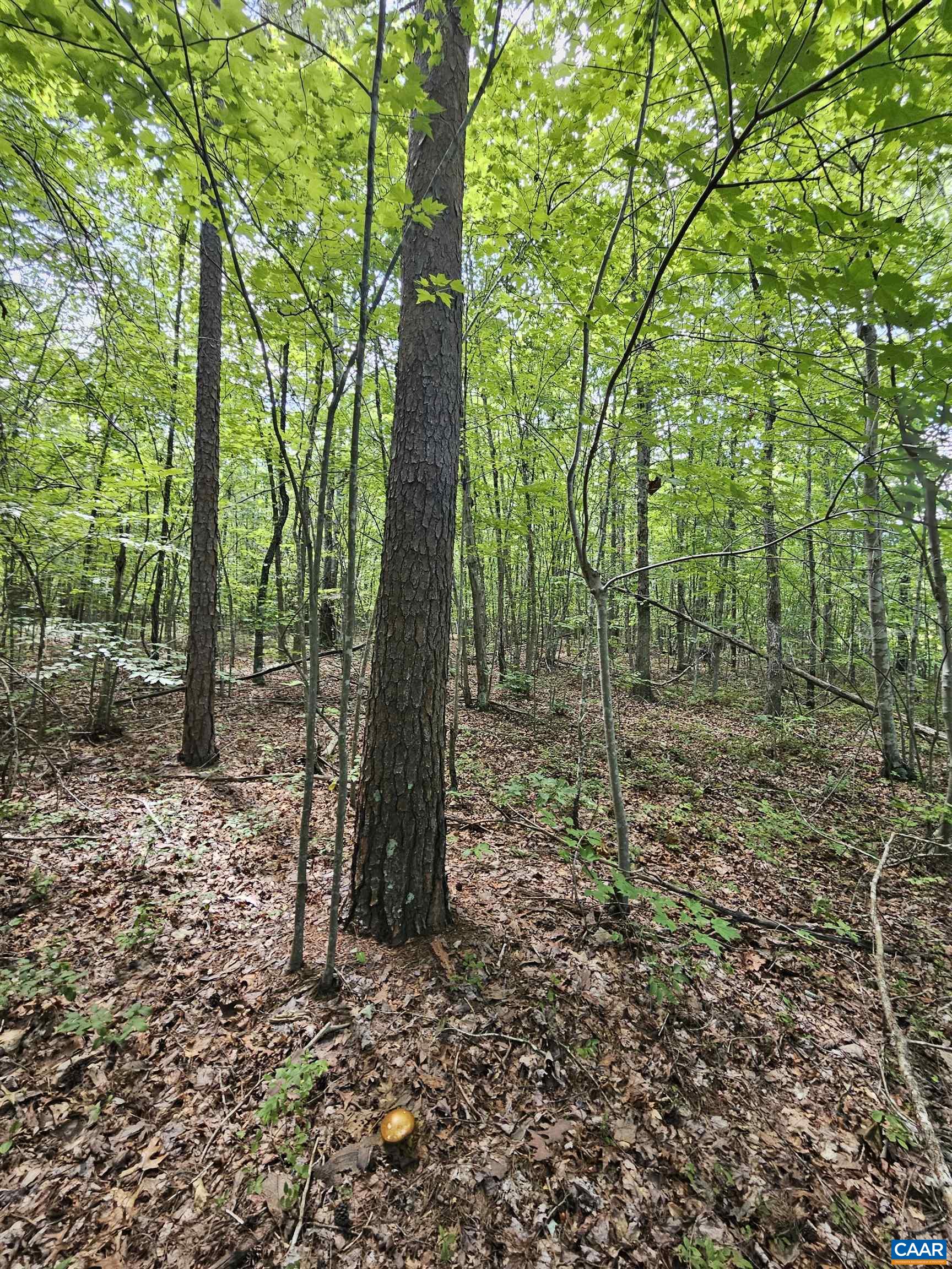 100 Ac W JAMES ANDERSON HWY, GLADSTONE, Virginia 24553, ,Farm,100 Ac W JAMES ANDERSON HWY,675255 MLS # 675255