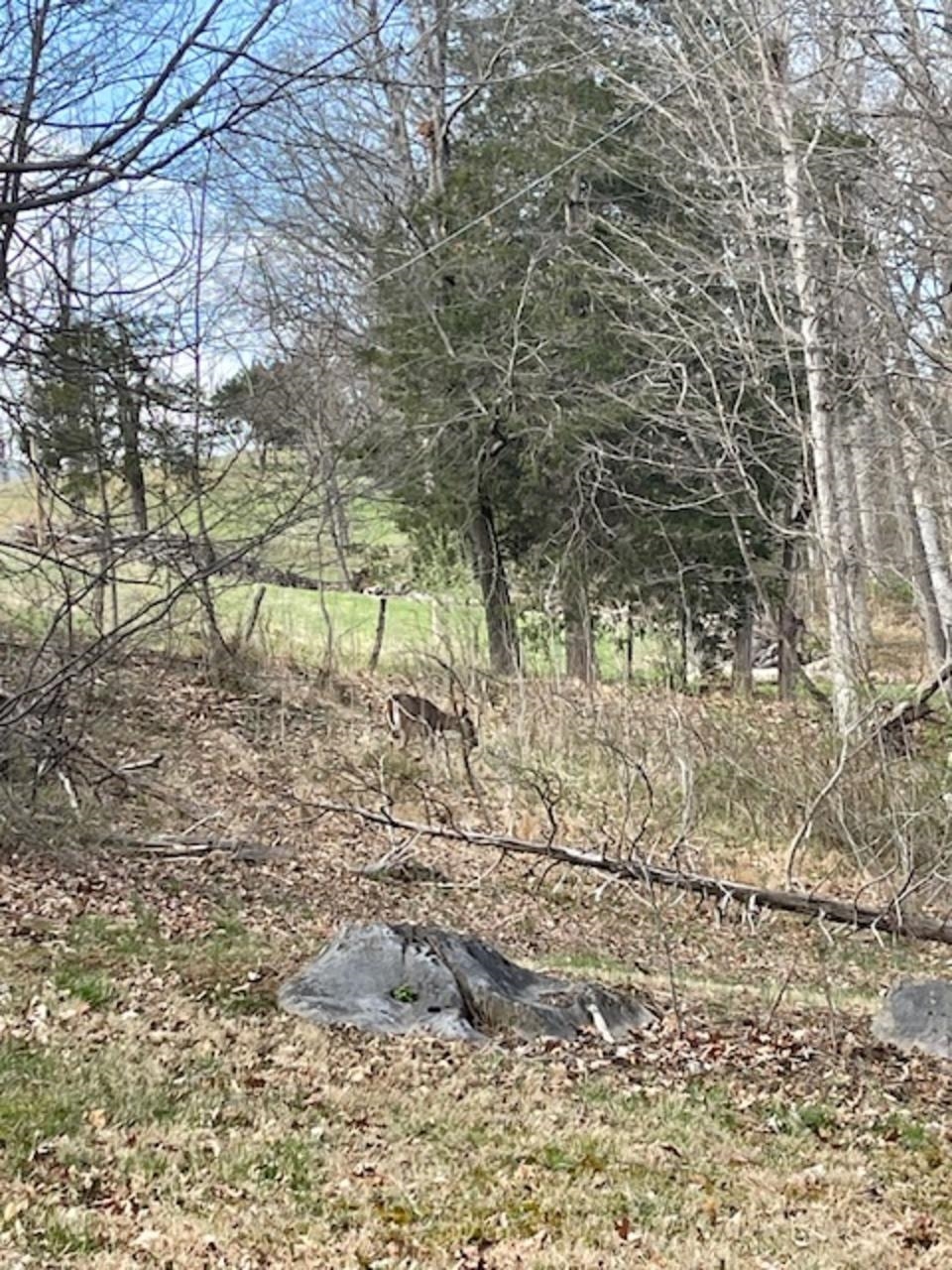 160 CUPPS HILL RD, FAIRFIELD, Virginia 24435, 3 Bedrooms Bedrooms, ,1 BathroomBathrooms,Residential,160 CUPPS HILL RD,675253 MLS # 675253