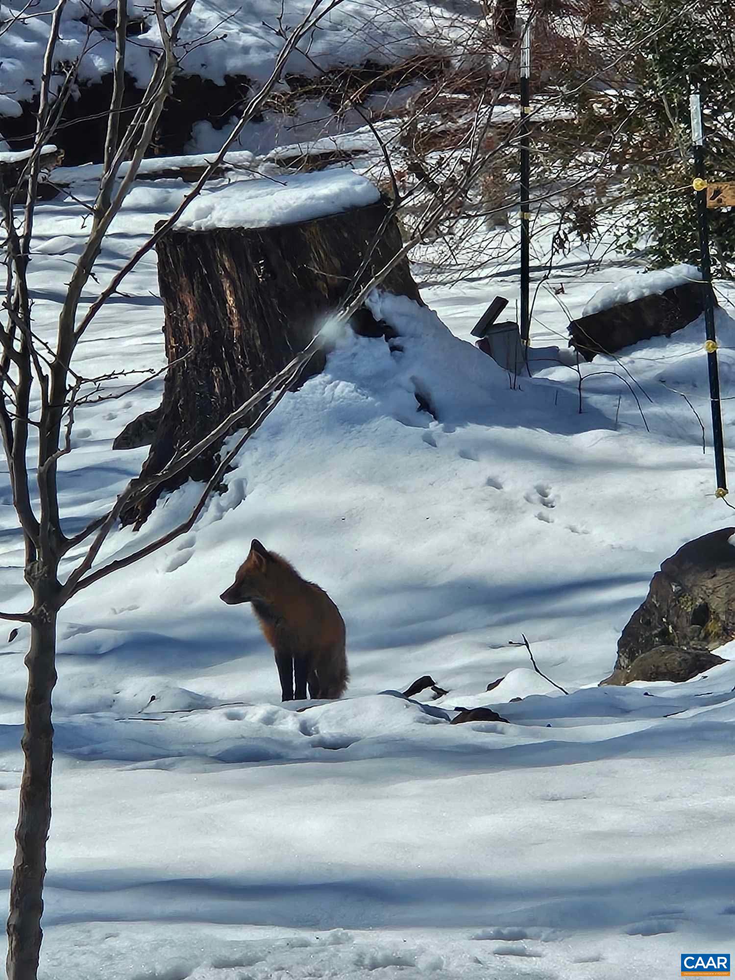409 WESTMORELAND CT, CHARLOTTESVILLE, Virginia 22901, 4 Bedrooms Bedrooms, ,3 BathroomsBathrooms,Residential,409 WESTMORELAND CT,675259 MLS # 675259