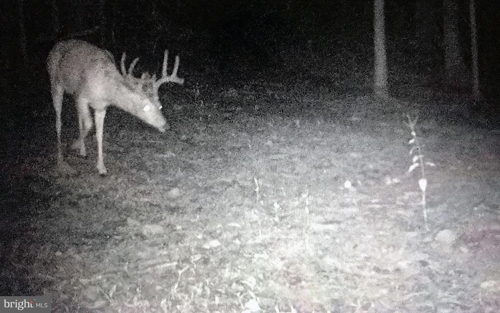 4562 QUAIL RUN DR, MARSHALL, Virginia, 3 Bedrooms Bedrooms, ,2 BathroomsBathrooms,Residential,4562 QUAIL RUN DR,VAFQ2020758 MLS # VAFQ2020758 4562 QUAIL RUN DR, MARSHALL, Virginia, 3 Bedrooms Bedrooms, ,2 BathroomsBathrooms,Residential,4562 QUAIL RUN DR,VAFQ2020758 MLS # VAFQ2020758