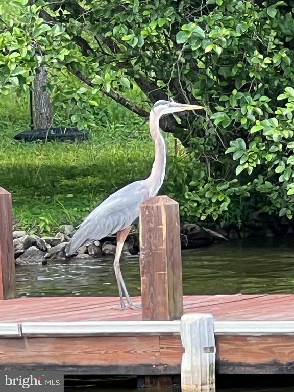 801 S LAKESHORE DR, LOUISA, Virginia 23093, 3 Bedrooms Bedrooms, ,2 BathroomsBathrooms,Residential,801 S LAKESHORE DR,VALA2009556 MLS # VALA2009556