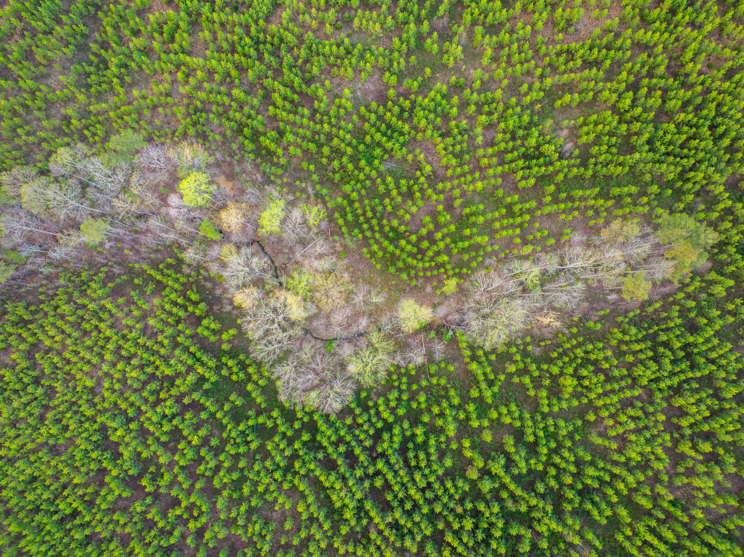 TBD EVERGREEN CHURCH RD, PALMYRA, Virginia 22963, ,Land,TBD EVERGREEN CHURCH RD,675331 MLS # 675331 TBD EVERGREEN CHURCH RD, PALMYRA, Virginia 22963, ,Land,TBD EVERGREEN CHURCH RD,675331 MLS # 675331