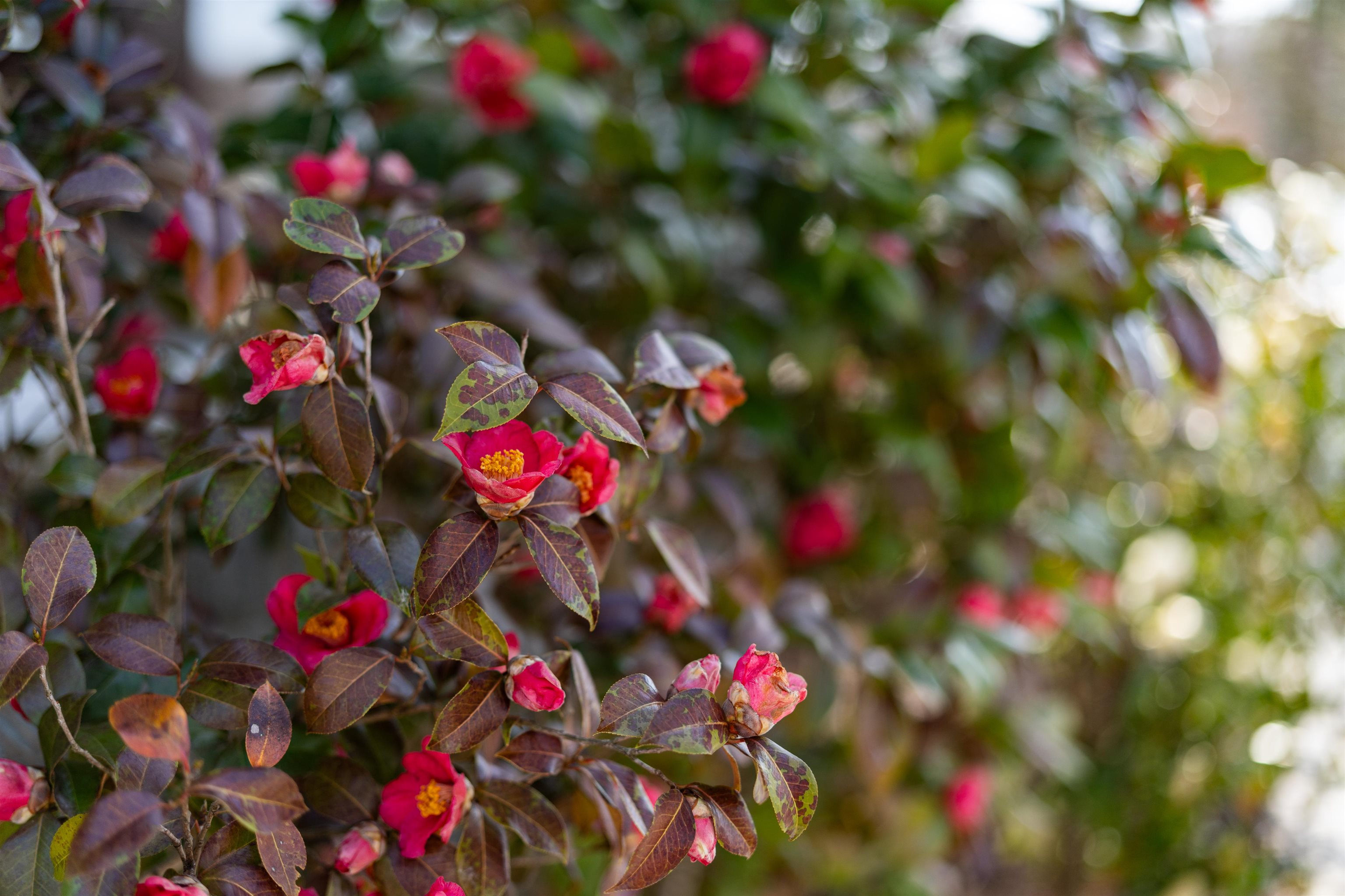 1743 N LAKESHORE DR, LOUISA, Virginia 23093, 5 Bedrooms Bedrooms, ,3 BathroomsBathrooms,Residential,1743 N LAKESHORE DR,675336 MLS # 675336