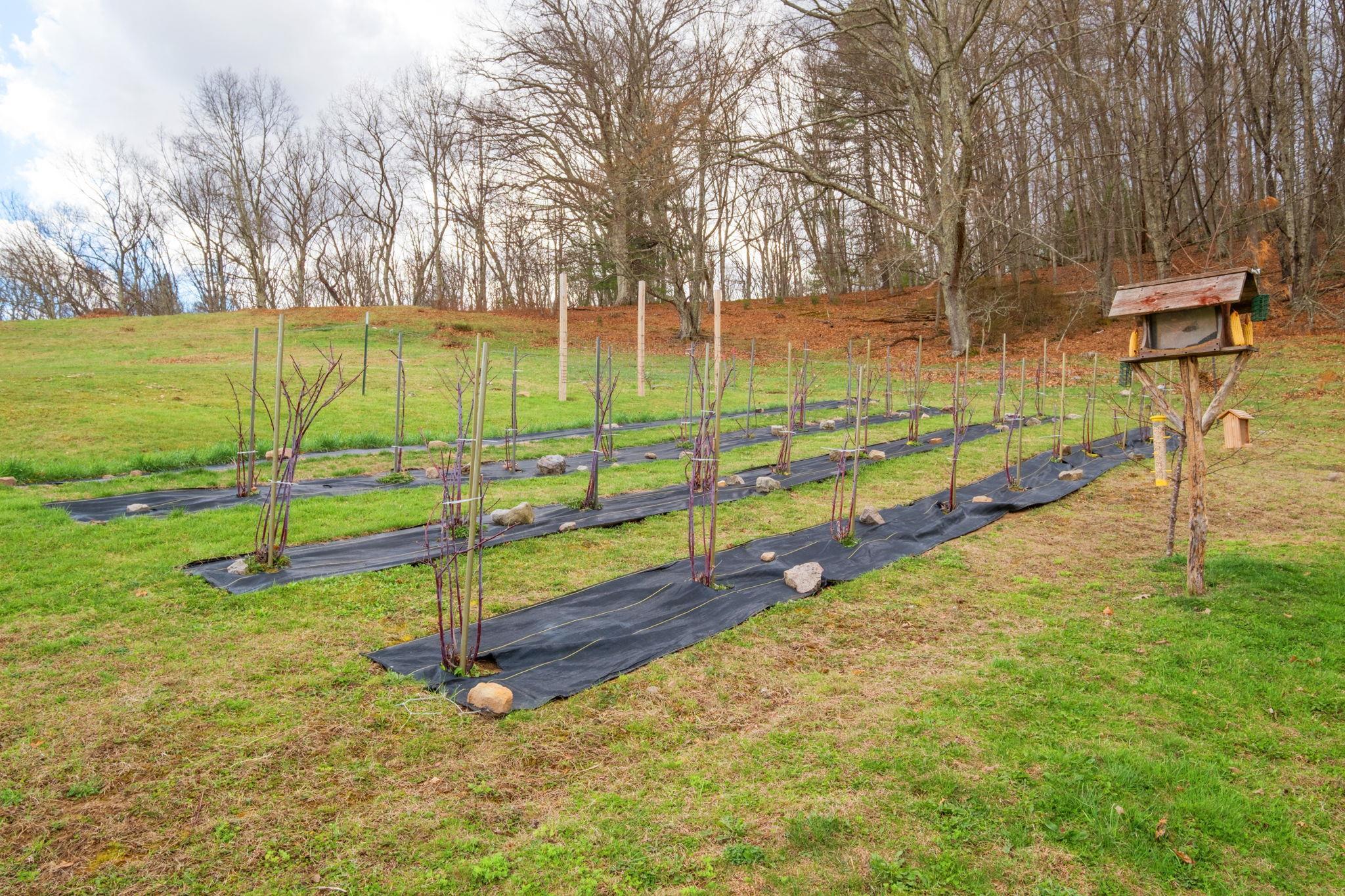 3356 JACKSON RIVER RD, MONTEREY, Virginia 24465, 3 Bedrooms Bedrooms, ,3 BathroomsBathrooms,Residential,3356 JACKSON RIVER RD,675365 MLS # 675365