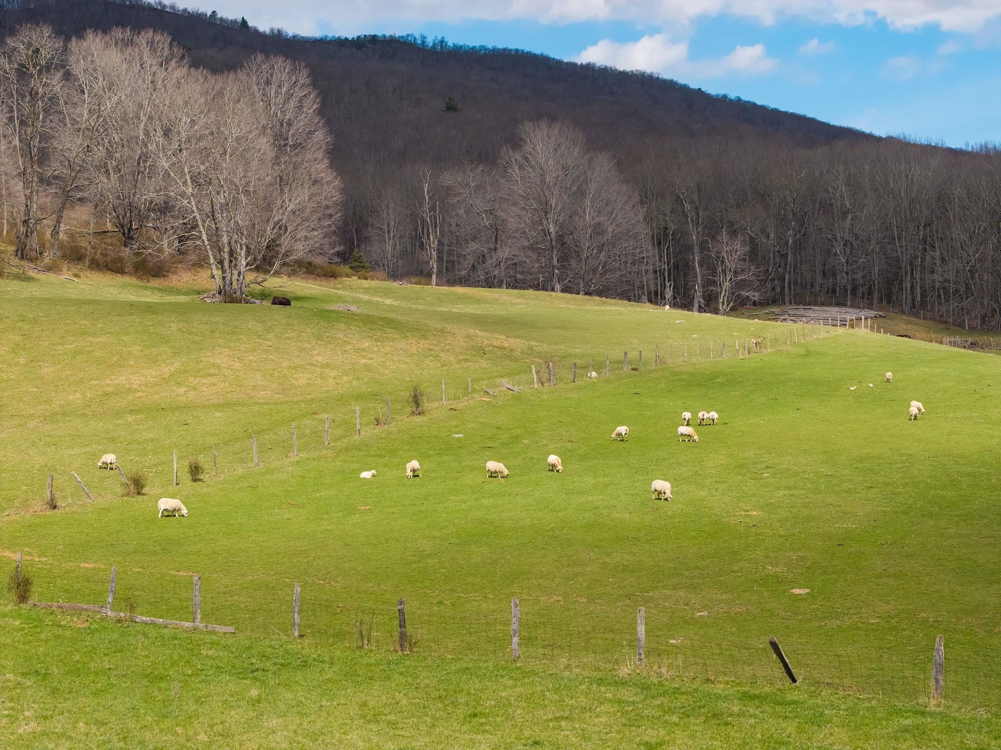 3356 JACKSON RIVER RD, MONTEREY, Virginia 24465, 3 Bedrooms Bedrooms, ,3 BathroomsBathrooms,Residential,3356 JACKSON RIVER RD,675365 MLS # 675365