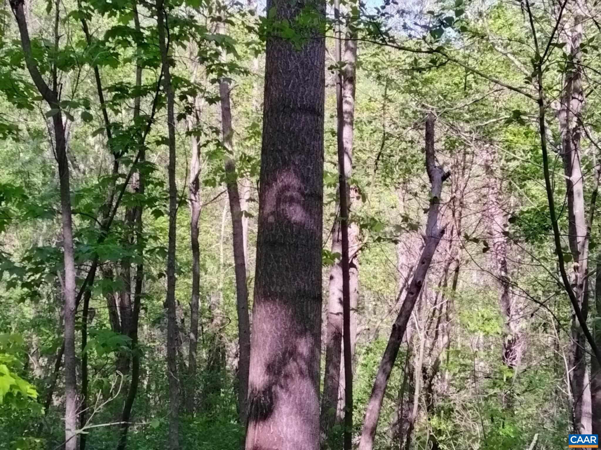 TBD OLD BLUE RIDGE TPKE, SYRIA, Virginia 22743, ,Land,TBD OLD BLUE RIDGE TPKE,663883 MLS # 663883 TBD OLD BLUE RIDGE TPKE, SYRIA, Virginia 22743, ,Land,TBD OLD BLUE RIDGE TPKE,663883 MLS # 663883