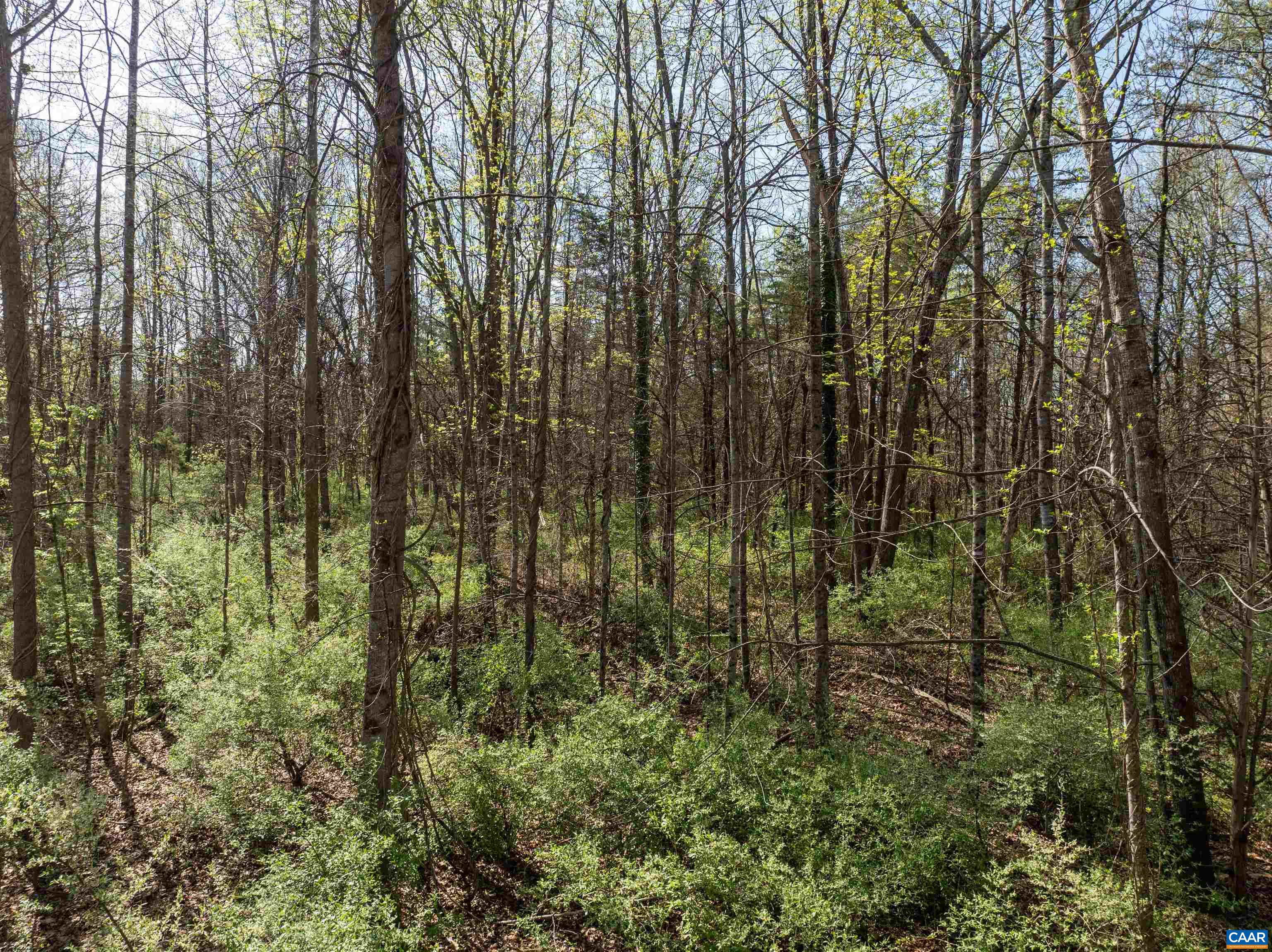 0 RANDOLPH CT, CHARLOTTESVILLE, Virginia 22911, ,Land,0 RANDOLPH CT,675383 MLS # 675383 0 RANDOLPH CT, CHARLOTTESVILLE, Virginia 22911, ,Land,0 RANDOLPH CT,675383 MLS # 675383