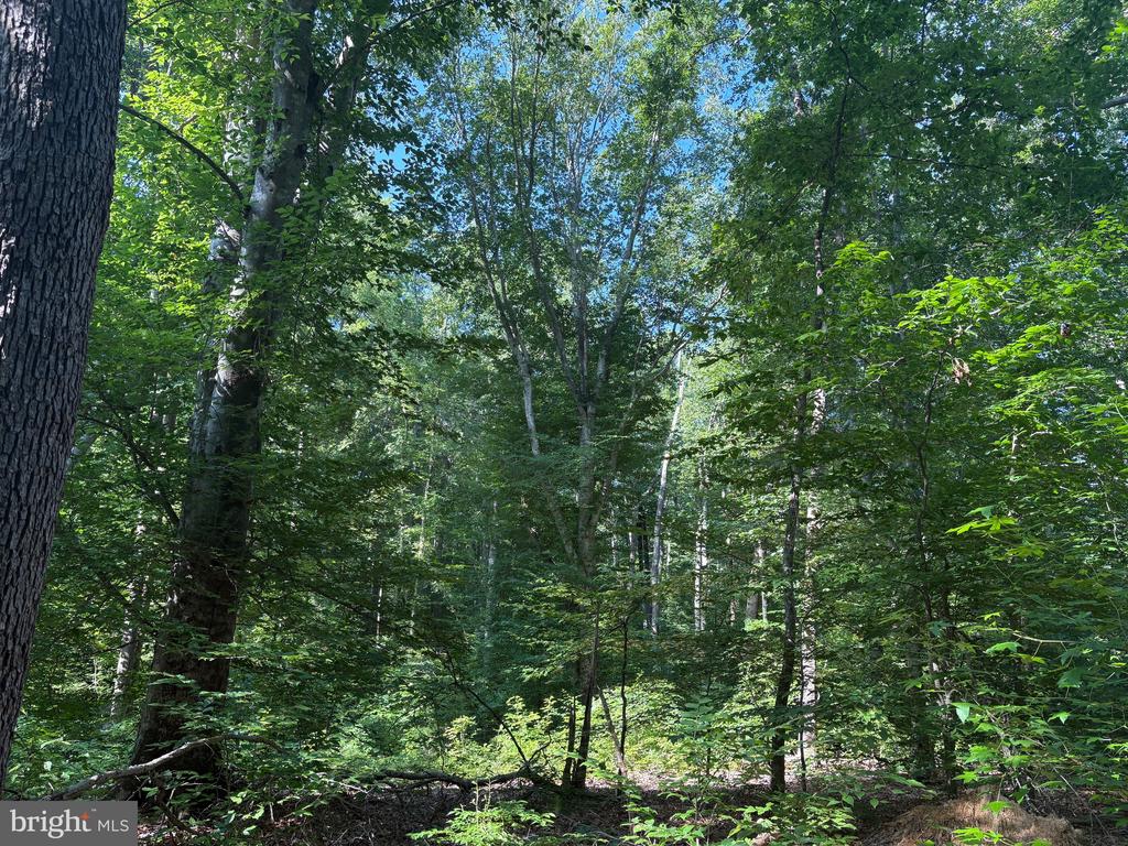 23 TAYLOR RD, LOUISA, Virginia 23093, ,Land,23 TAYLOR RD,VALA2009606 MLS # VALA2009606