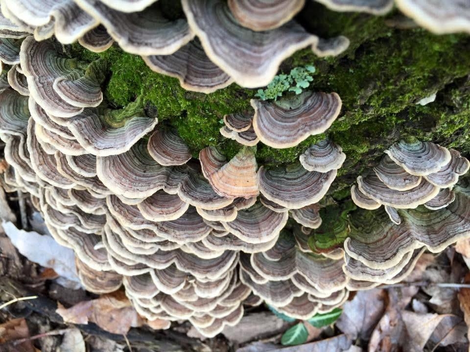 tbd ROUND HILL SCHOOL RD, FORT DEFIANCE, Virginia 24437, ,Land,tbd ROUND HILL SCHOOL RD,675427 MLS # 675427 tbd ROUND HILL SCHOOL RD, FORT DEFIANCE, Virginia 24437, ,Land,tbd ROUND HILL SCHOOL RD,675427 MLS # 675427