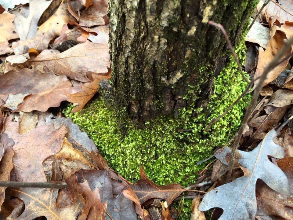 tbd ROUND HILL SCHOOL RD, FORT DEFIANCE, Virginia 24437, ,Land,tbd ROUND HILL SCHOOL RD,675427 MLS # 675427 tbd ROUND HILL SCHOOL RD, FORT DEFIANCE, Virginia 24437, ,Land,tbd ROUND HILL SCHOOL RD,675427 MLS # 675427