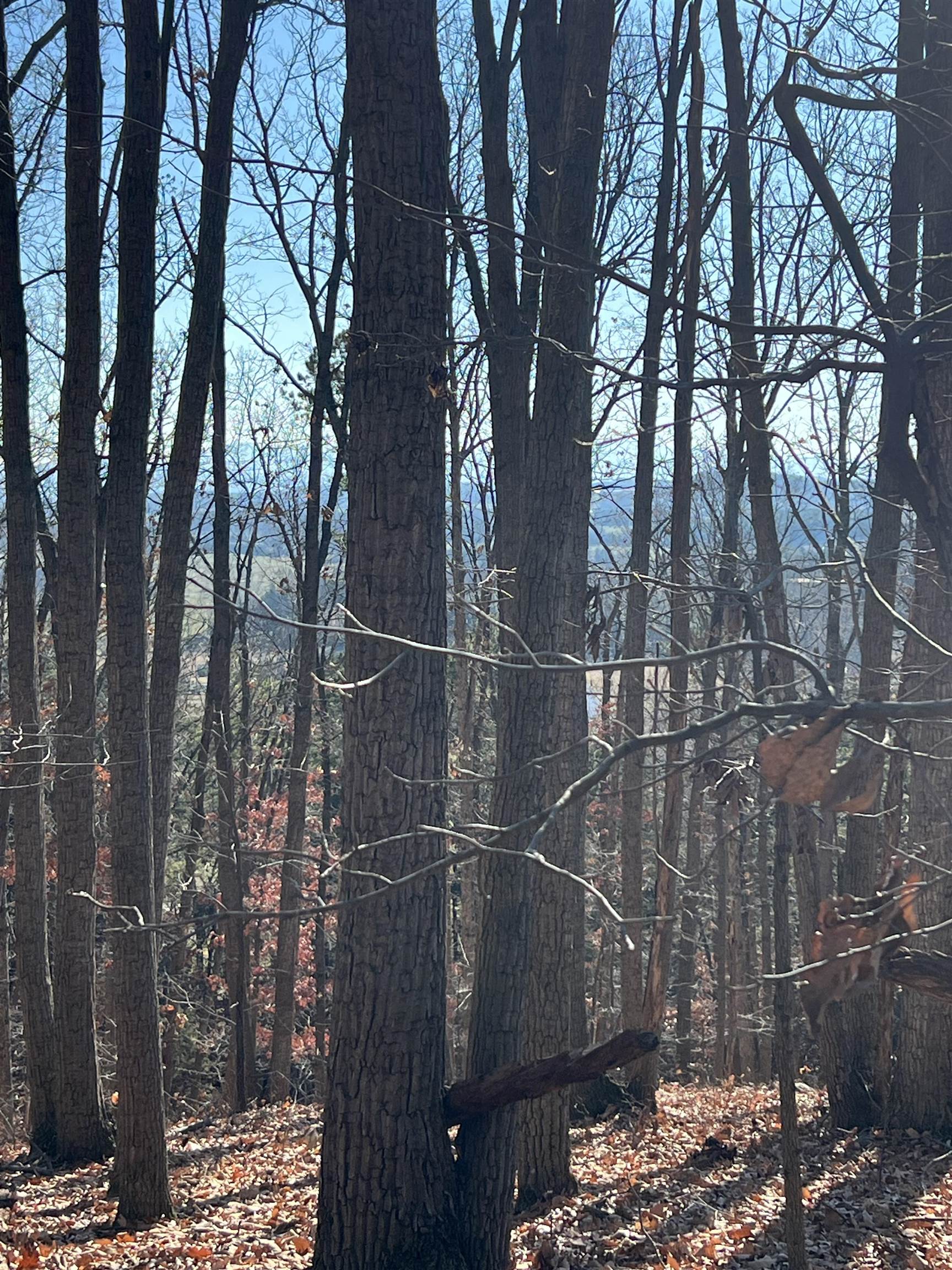 tbd ROUND HILL SCHOOL RD, FORT DEFIANCE, Virginia 24437, ,Land,tbd ROUND HILL SCHOOL RD,675427 MLS # 675427 tbd ROUND HILL SCHOOL RD, FORT DEFIANCE, Virginia 24437, ,Land,tbd ROUND HILL SCHOOL RD,675427 MLS # 675427