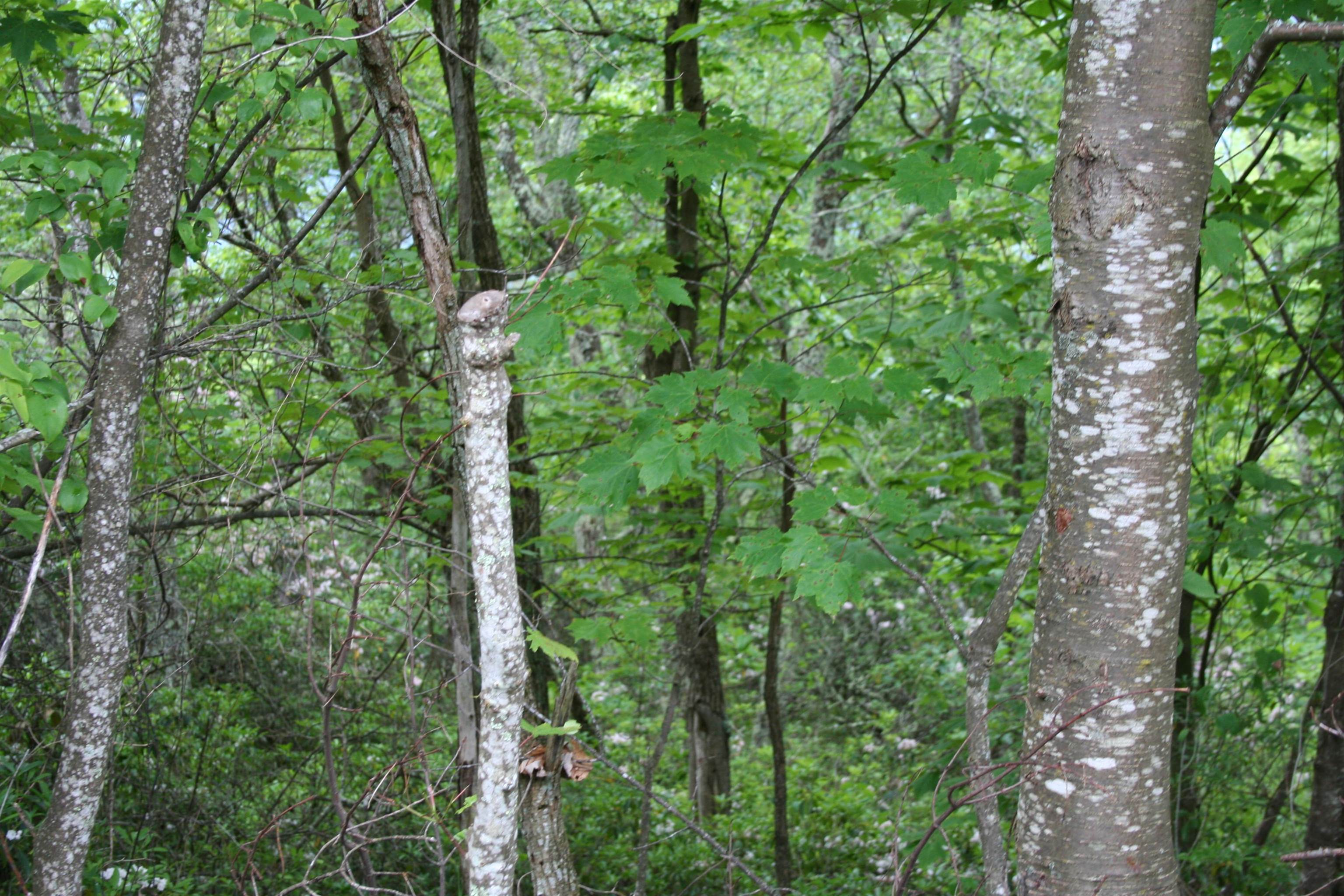 HIGH VALLEY SOUTH, MONTEREY, Virginia 24465, ,Land,Haase,HIGH VALLEY SOUTH,675439 MLS # 675439