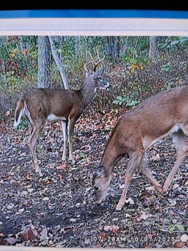 16199 ROCKYMOUNT LN, ELKTON, Virginia 22827, 5 Bedrooms Bedrooms, ,3 BathroomsBathrooms,Residential,16199 ROCKYMOUNT LN,675510 MLS # 675510 16199 ROCKYMOUNT LN, ELKTON, Virginia 22827, 5 Bedrooms Bedrooms, ,3 BathroomsBathrooms,Residential,16199 ROCKYMOUNT LN,675510 MLS # 675510