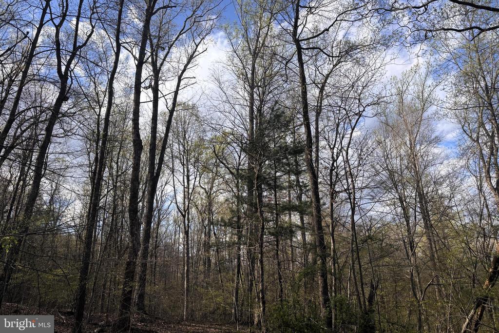 PADUA, SPERRYVILLE, Virginia 22740, ,Land,PADUA,VARP2002586 MLS # VARP2002586