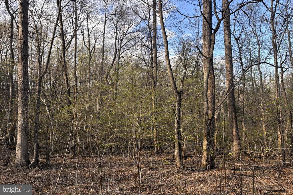 PADUA, SPERRYVILLE, Virginia 22740, ,Land,PADUA,VARP2002586 MLS # VARP2002586