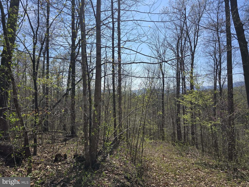 S FT VALLEY RD, MADISON, Virginia 22727, ,Land,S FT VALLEY RD,VAMA2002686 MLS # VAMA2002686
