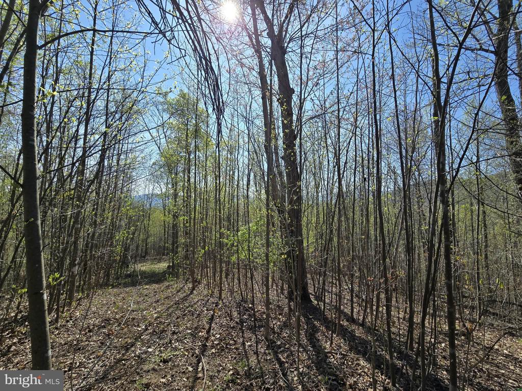 S FT VALLEY RD, MADISON, Virginia 22727, ,Land,S FT VALLEY RD,VAMA2002686 MLS # VAMA2002686