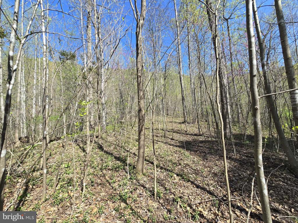 S FT VALLEY RD, MADISON, Virginia 22727, ,Land,S FT VALLEY RD,VAMA2002686 MLS # VAMA2002686