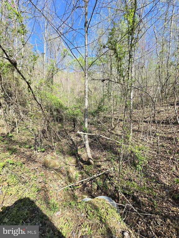 S FT VALLEY RD, MADISON, Virginia 22727, ,Land,S FT VALLEY RD,VAMA2002686 MLS # VAMA2002686