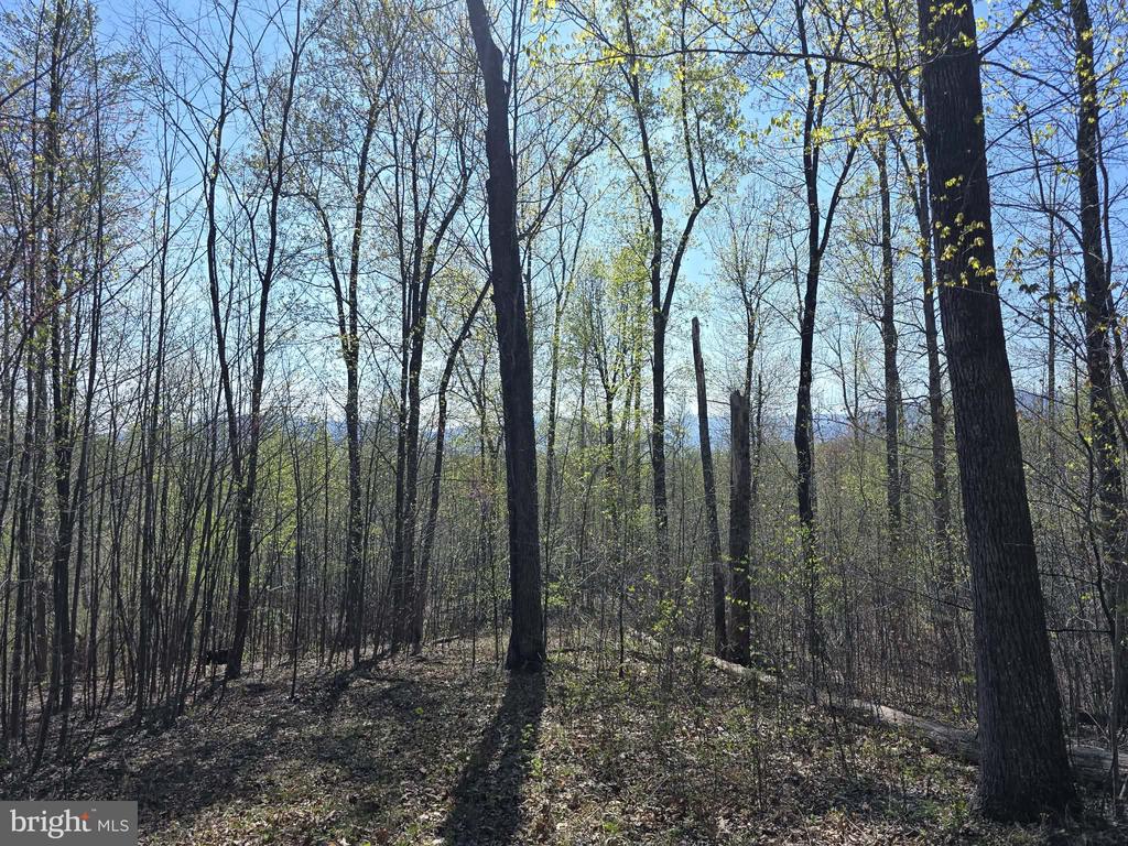S FT VALLEY RD, MADISON, Virginia 22727, ,Land,S FT VALLEY RD,VAMA2002688 MLS # VAMA2002688