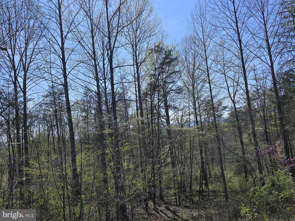 S FT VALLEY RD, MADISON, Virginia 22727, ,Land,S FT VALLEY RD,VAMA2002688 MLS # VAMA2002688