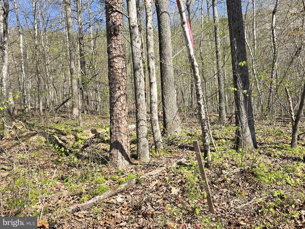 S FT VALLEY RD, MADISON, Virginia 22727, ,Land,S FT VALLEY RD,VAMA2002688 MLS # VAMA2002688