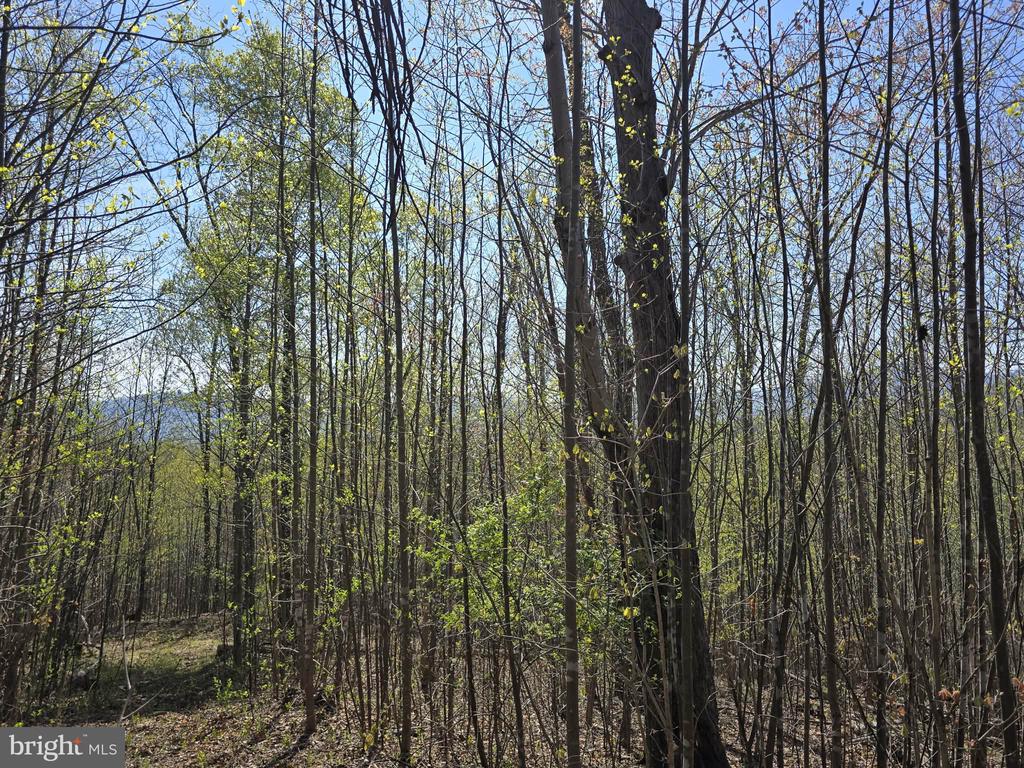 S FT VALLEY RD, MADISON, Virginia 22727, ,Land,S FT VALLEY RD,VAMA2002688 MLS # VAMA2002688