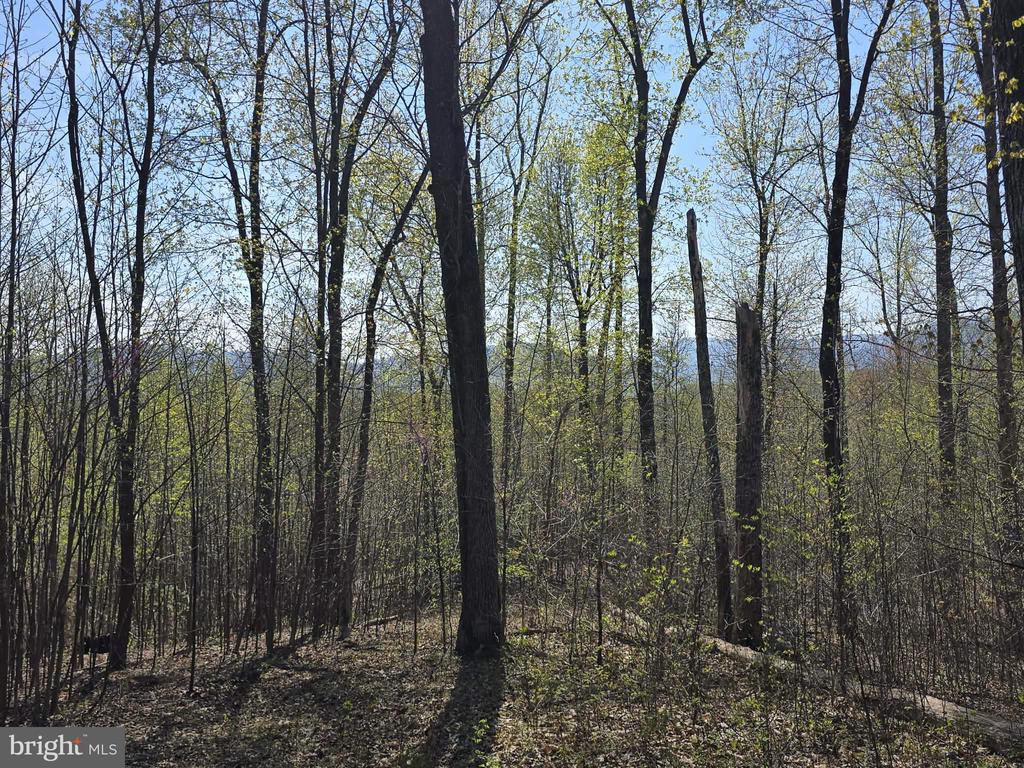 S FT VALLEY RD, MADISON, Virginia 22727, ,Land,S FT VALLEY RD,VAMA2002688 MLS # VAMA2002688