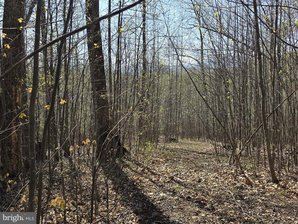 S FT VALLEY RD, MADISON, Virginia 22727, ,Land,S FT VALLEY RD,VAMA2002688 MLS # VAMA2002688