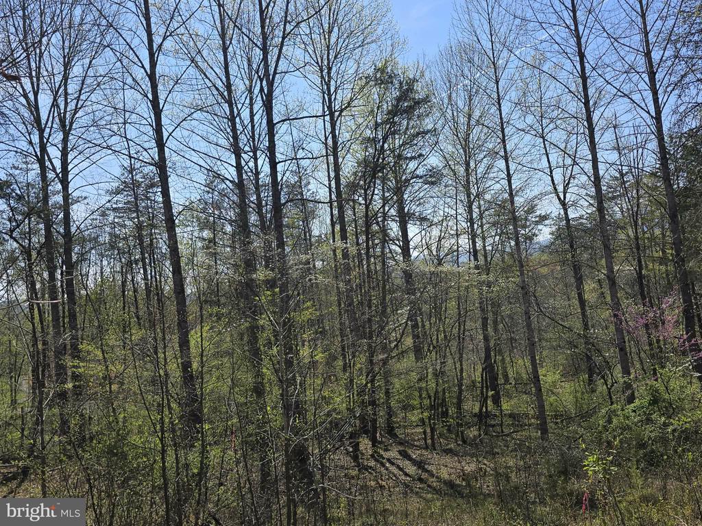 S FT VALLEY RD, MADISON, Virginia 22727, ,Land,S FT VALLEY RD,VAMA2002688 MLS # VAMA2002688