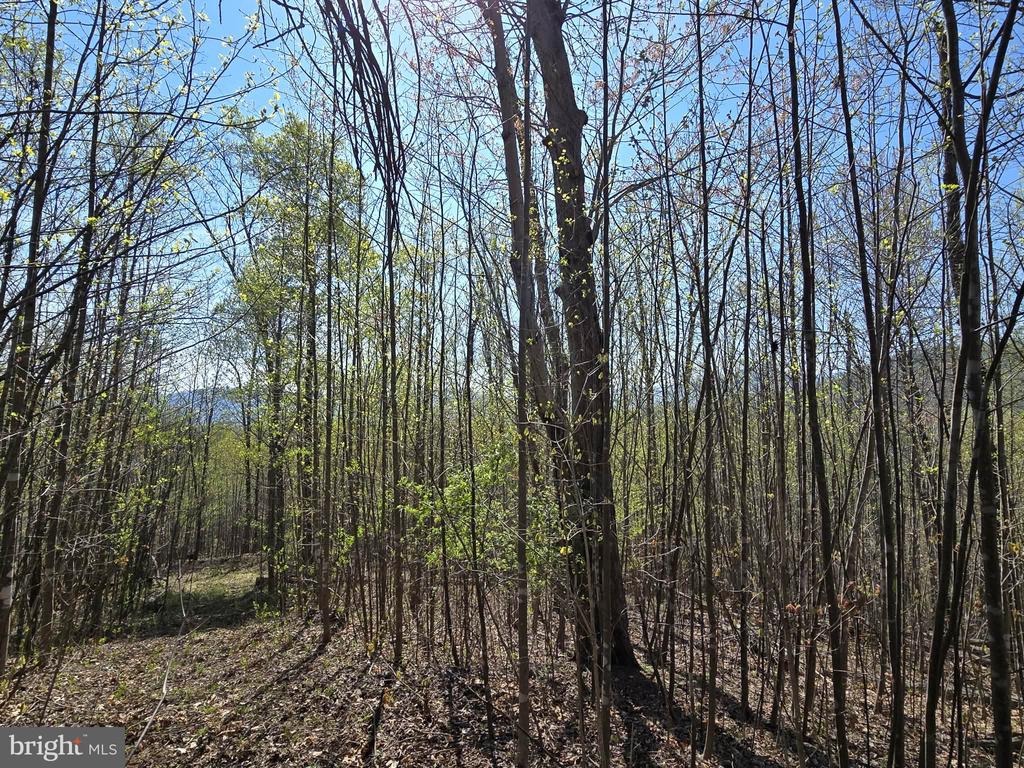 S FT VALLEY RD, MADISON, Virginia 22727, ,Land,S FT VALLEY RD,VAMA2002688 MLS # VAMA2002688