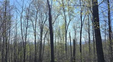 S FT VALLEY RD, MADISON, Virginia 22727, ,Land,S FT VALLEY RD,VAMA2002688 MLS # VAMA2002688