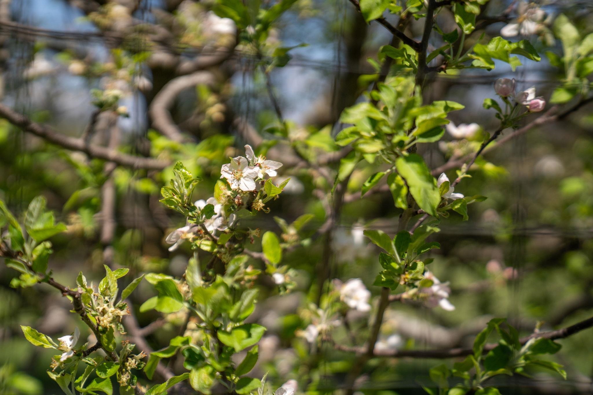 1075 CHESTNUT RIDGE RD, STAUNTON, Virginia 24401, 3 Bedrooms Bedrooms, ,2 BathroomsBathrooms,Residential,1075 CHESTNUT RIDGE RD,675592 MLS # 675592