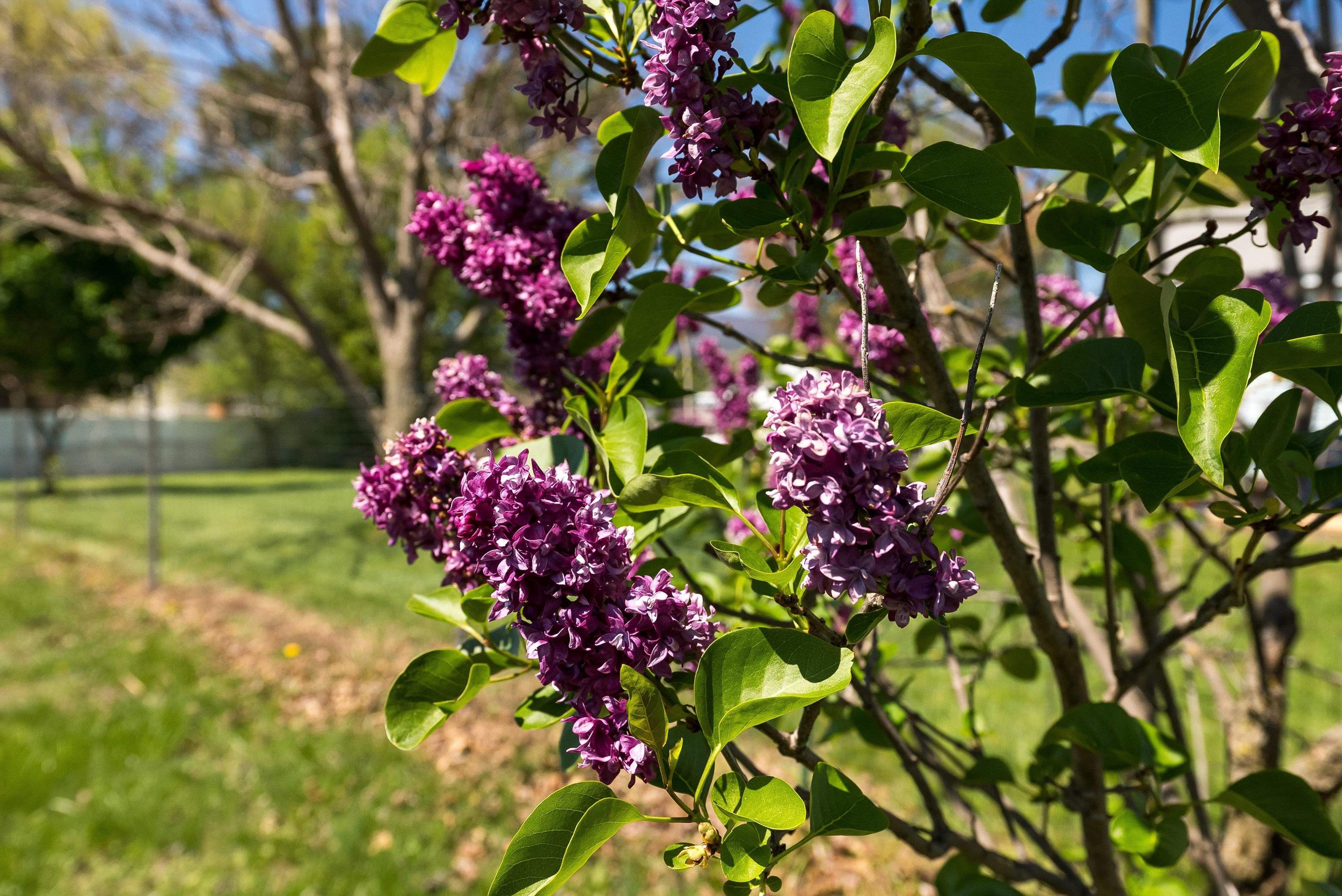 505 EIGHTH ST, SHENANDOAH, Virginia 22849, 2 Bedrooms Bedrooms, ,1 BathroomBathrooms,Residential,505 EIGHTH ST,675609 MLS # 675609