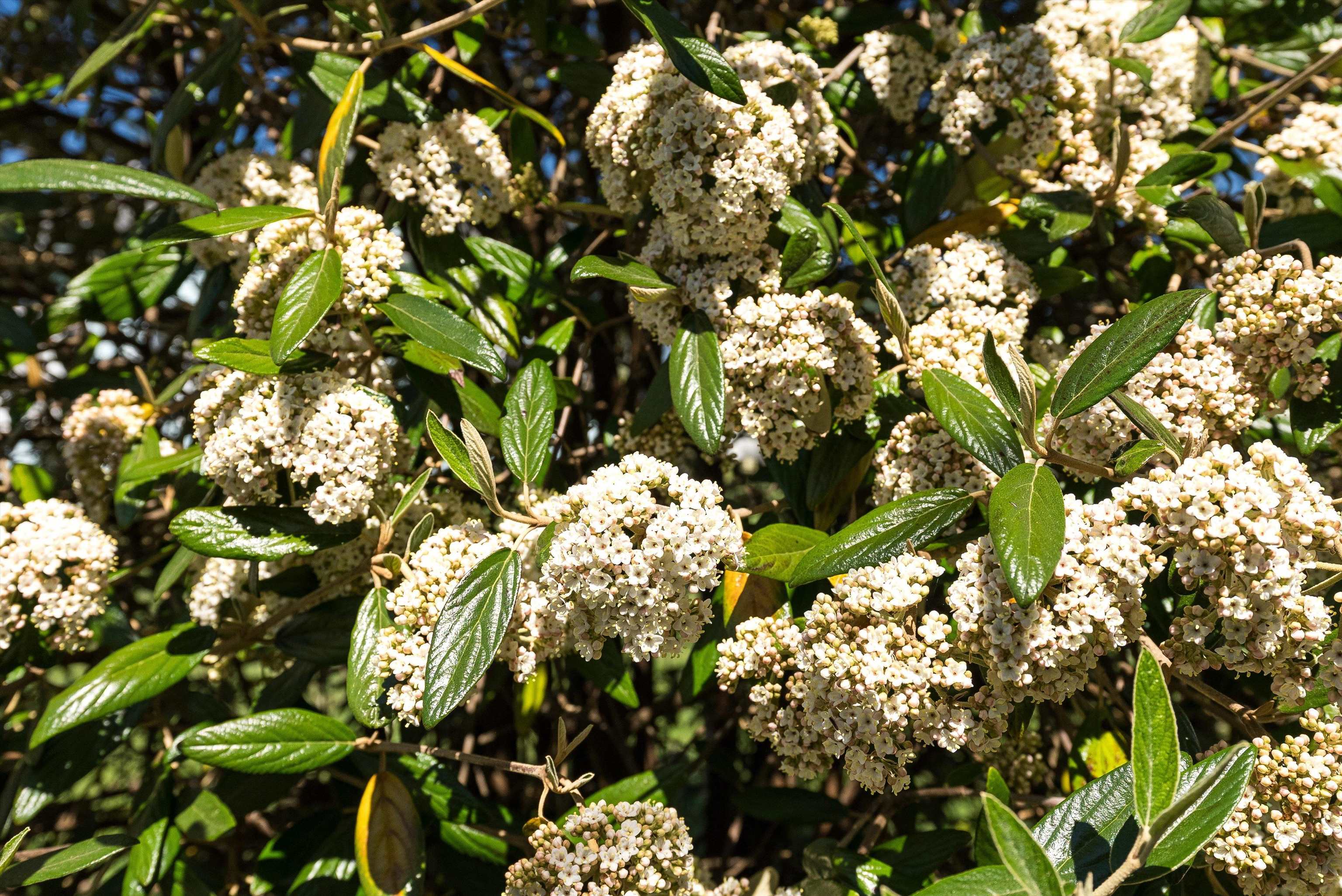 505 EIGHTH ST, SHENANDOAH, Virginia 22849, 2 Bedrooms Bedrooms, ,1 BathroomBathrooms,Residential,505 EIGHTH ST,675609 MLS # 675609