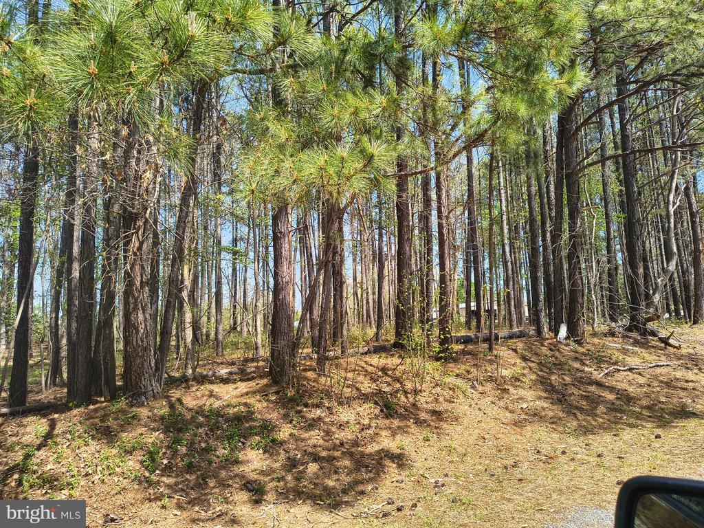 11337 PINEY FOREST, BUMPASS, Virginia 23024, ,Land,11337 PINEY FOREST,VASP2040830 MLS # VASP2040830 11337 PINEY FOREST, BUMPASS, Virginia 23024, ,Land,11337 PINEY FOREST,VASP2040830 MLS # VASP2040830