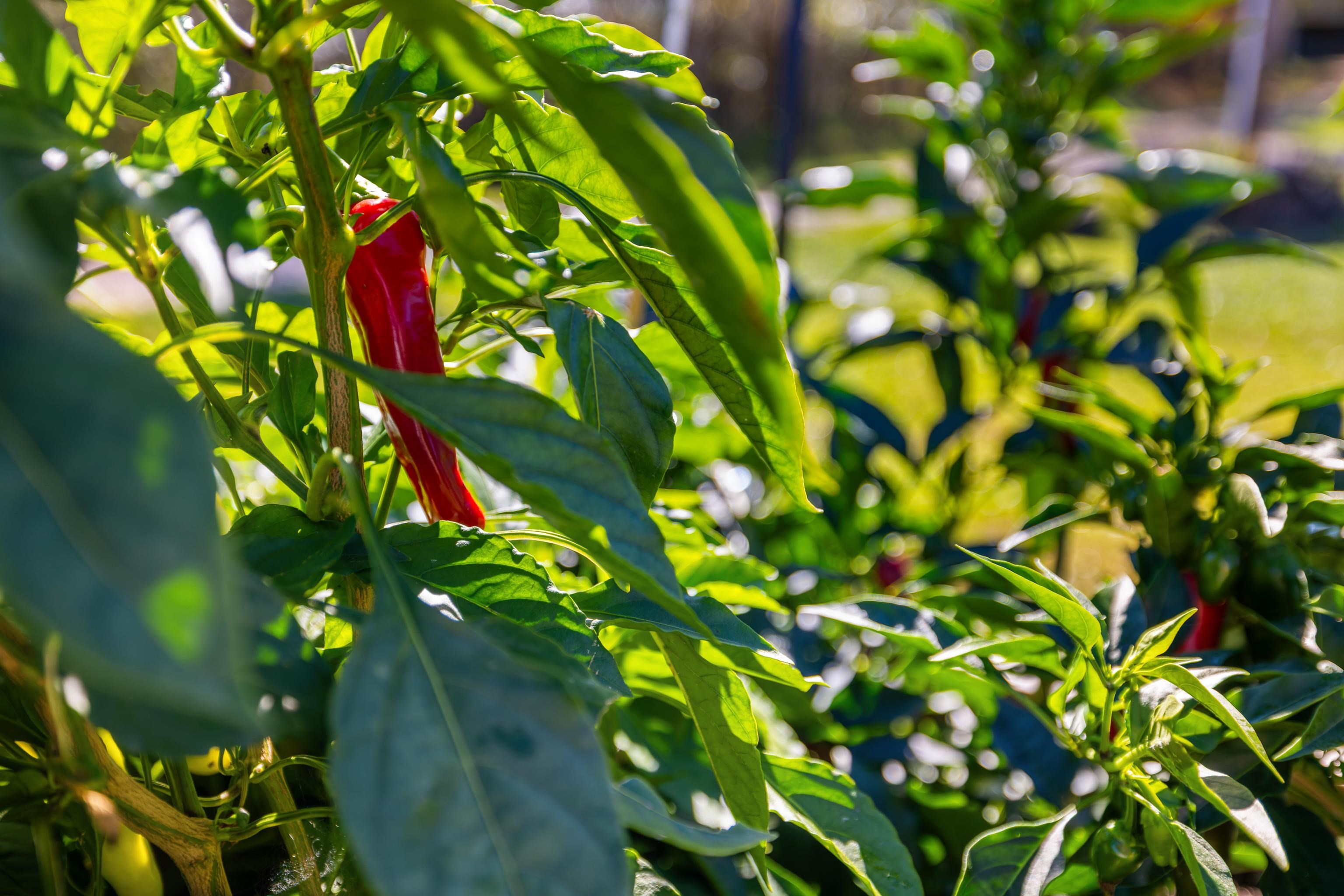 16 BALL DIAMOND TRL, VESUVIUS, Virginia 24483, 3 Bedrooms Bedrooms, ,2 BathroomsBathrooms,Residential,16 BALL DIAMOND TRL,675630 MLS # 675630 16 BALL DIAMOND TRL, VESUVIUS, Virginia 24483, 3 Bedrooms Bedrooms, ,2 BathroomsBathrooms,Residential,16 BALL DIAMOND TRL,675630 MLS # 675630