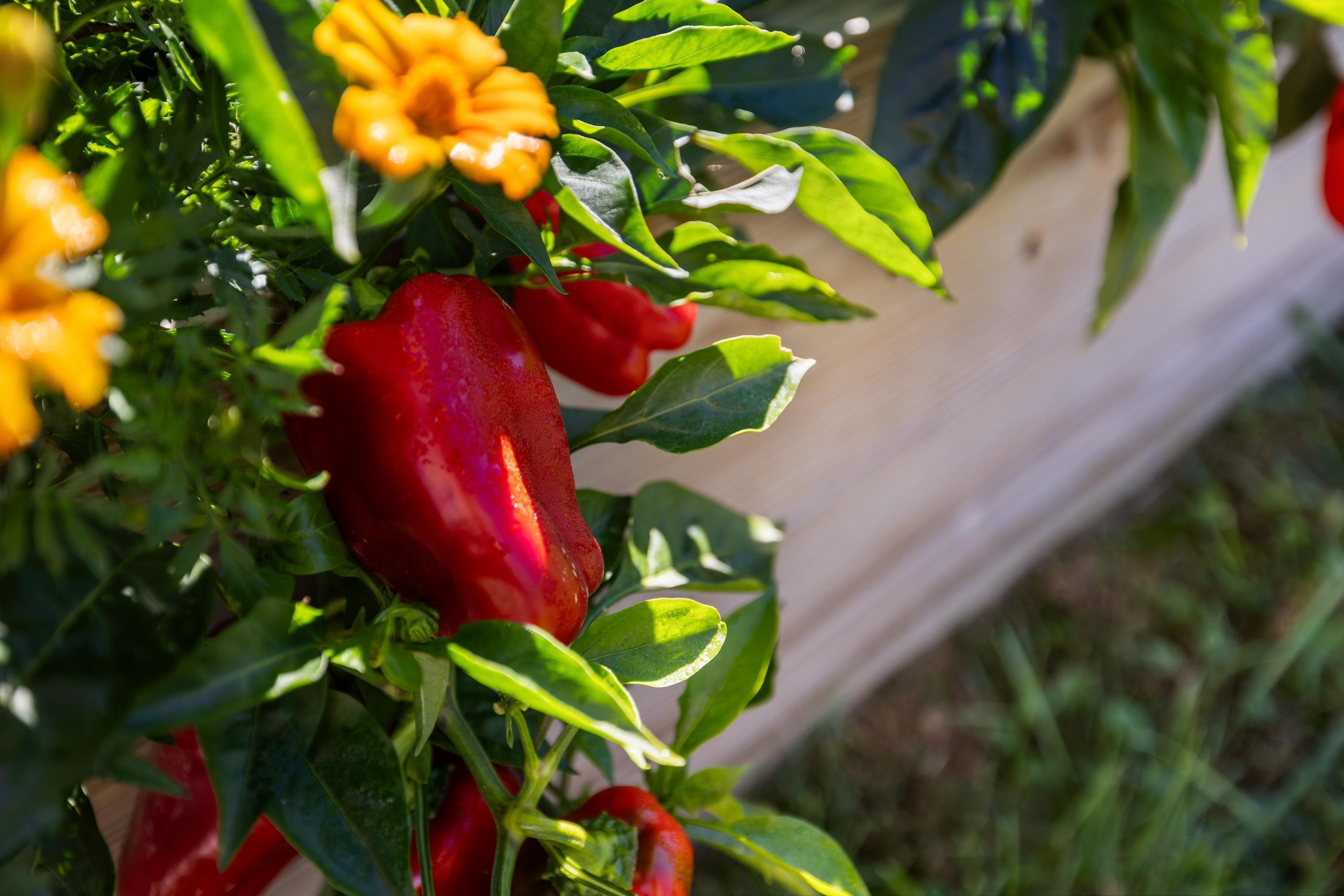 16 BALL DIAMOND TRL, VESUVIUS, Virginia 24483, 3 Bedrooms Bedrooms, ,2 BathroomsBathrooms,Residential,16 BALL DIAMOND TRL,675630 MLS # 675630 16 BALL DIAMOND TRL, VESUVIUS, Virginia 24483, 3 Bedrooms Bedrooms, ,2 BathroomsBathrooms,Residential,16 BALL DIAMOND TRL,675630 MLS # 675630