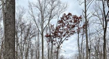 14409 SPOTSWOOD FURNACE RD, FREDERICKSBURG, Virginia 22407, ,Land,14409 SPOTSWOOD FURNACE RD,VASP2037596 MLS # VASP2037596