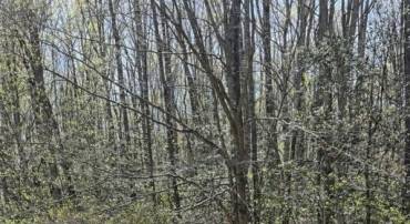 8839 OLD BLOCK HOUSE LN, SPOTSYLVANIA, Virginia 22551, ,Land,8839 OLD BLOCK HOUSE LN,VASP2040874 MLS # VASP2040874