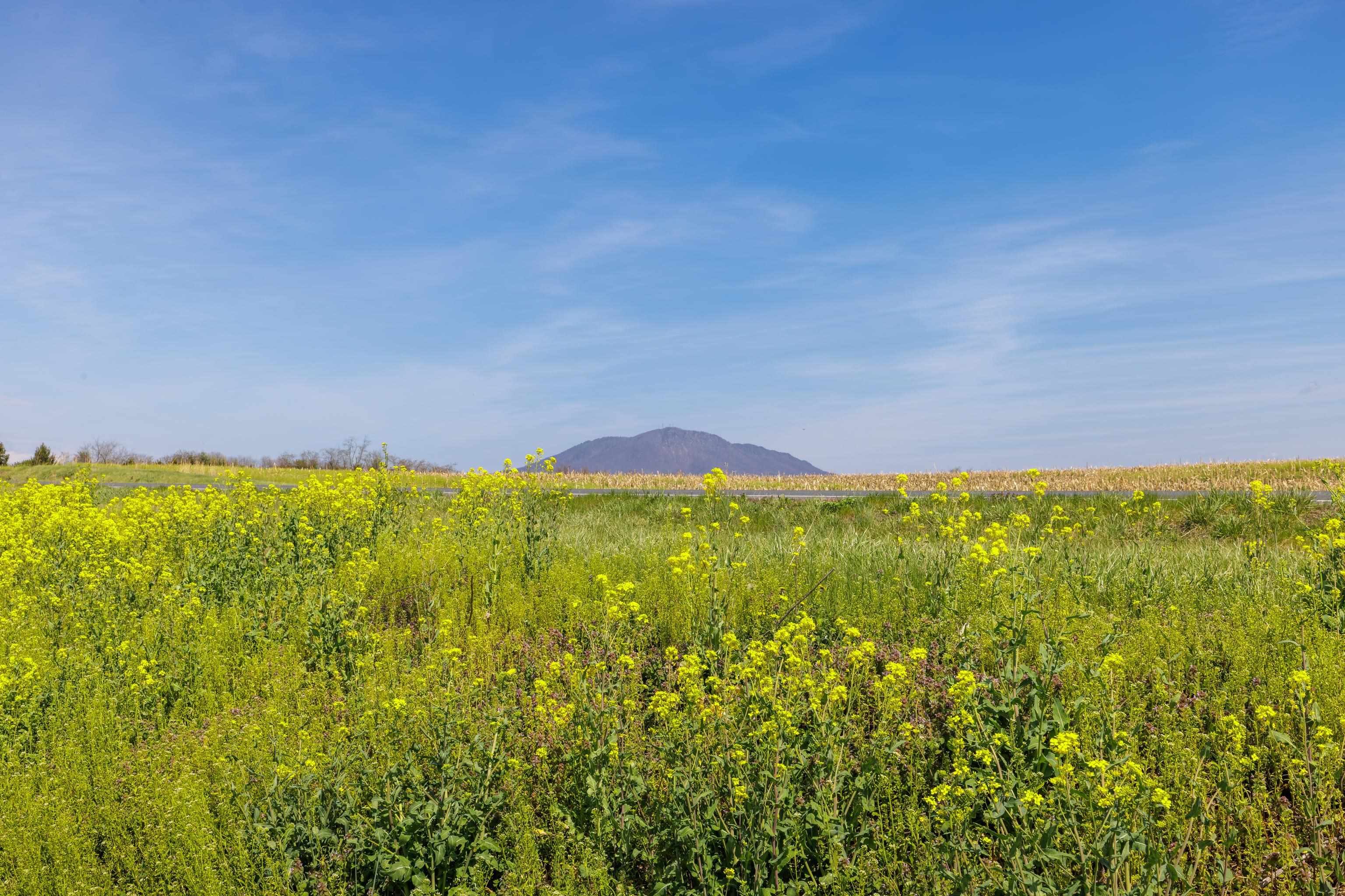 0 MILL CREEK CHURCH RD, PORT REPUBLIC, Virginia 24471, ,Land,0 MILL CREEK CHURCH RD,675669 MLS # 675669 0 MILL CREEK CHURCH RD, PORT REPUBLIC, Virginia 24471, ,Land,0 MILL CREEK CHURCH RD,675669 MLS # 675669