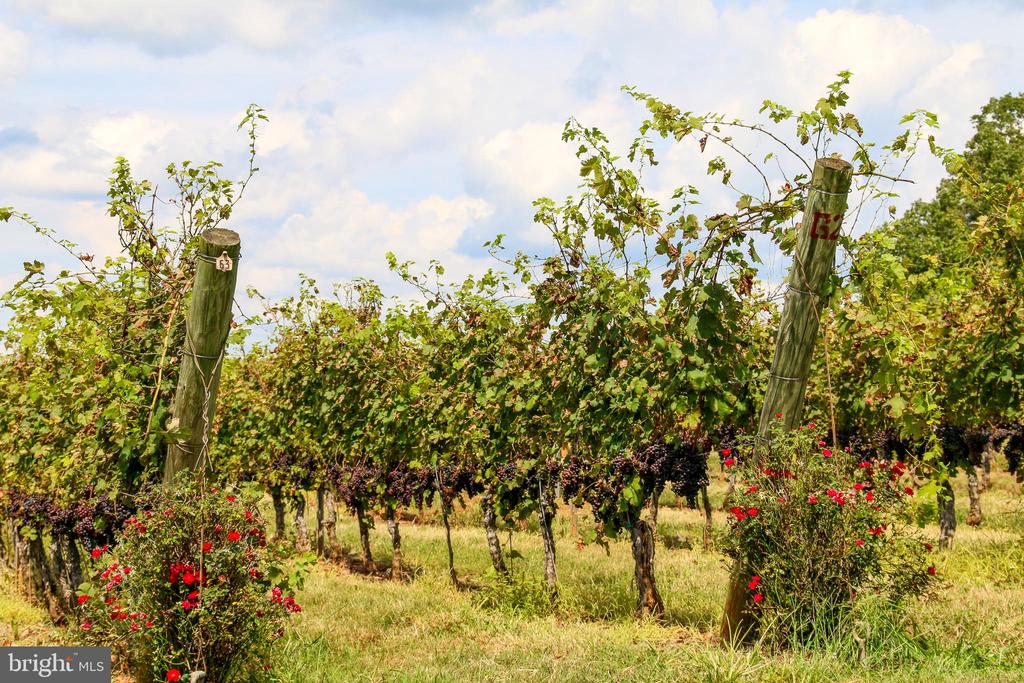 136 ALMOND ST, ORANGE, Virginia 22960, 4 Bedrooms Bedrooms, ,2 BathroomsBathrooms,Residential,136 ALMOND ST,VAOR2013798 MLS # VAOR2013798 136 ALMOND ST, ORANGE, Virginia 22960, 4 Bedrooms Bedrooms, ,2 BathroomsBathrooms,Residential,136 ALMOND ST,VAOR2013798 MLS # VAOR2013798