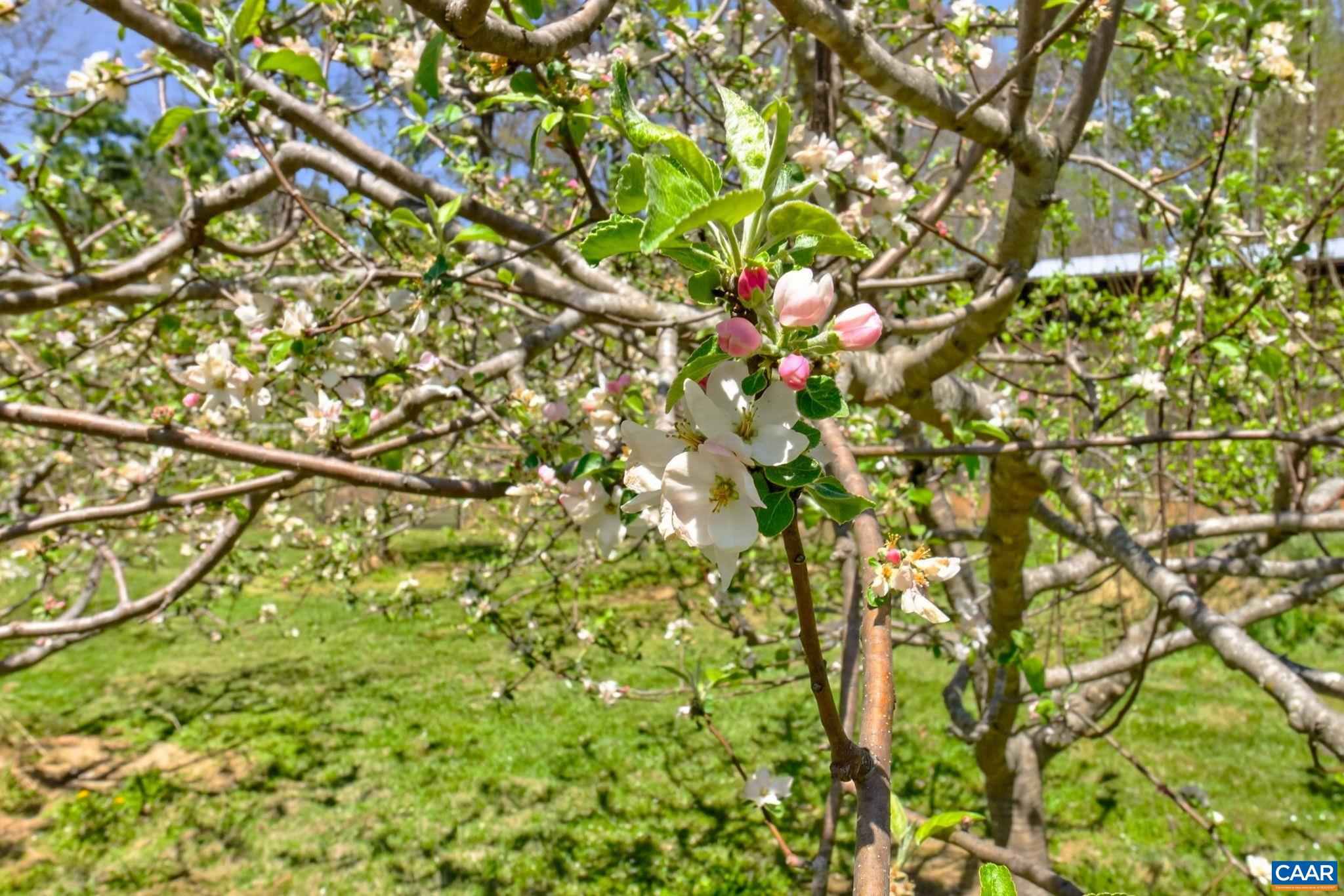 7087 DICK WOODS RD, AFTON, Virginia 22920, 5 Bedrooms Bedrooms, ,4 BathroomsBathrooms,Residential,7087 DICK WOODS RD,675673 MLS # 675673