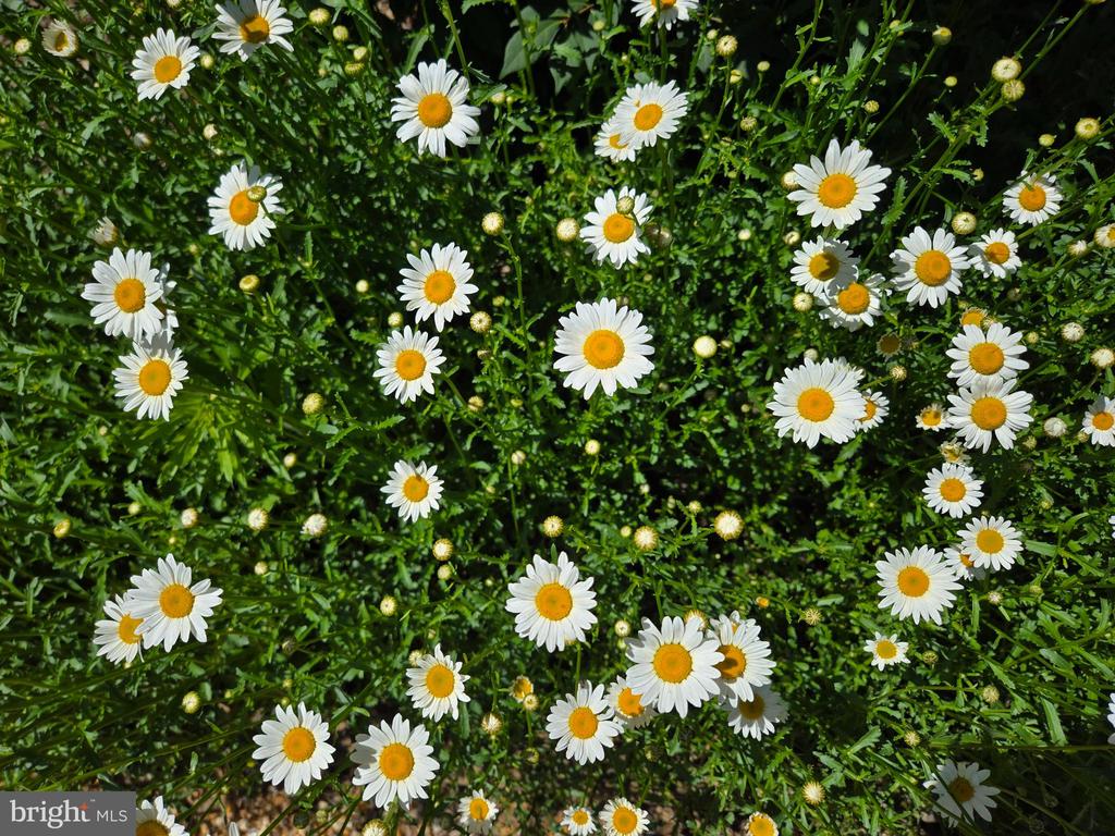 3505 SARAH DR, CHARLOTTESVILLE, Virginia 22911, 4 Bedrooms Bedrooms, ,3 BathroomsBathrooms,Residential,3505 SARAH DR,VAAB2001188 MLS # VAAB2001188