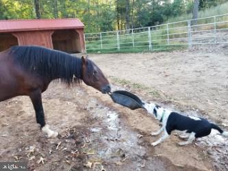 3505 SARAH DR, CHARLOTTESVILLE, Virginia 22911, 4 Bedrooms Bedrooms, ,3 BathroomsBathrooms,Residential,3505 SARAH DR,VAAB2001188 MLS # VAAB2001188