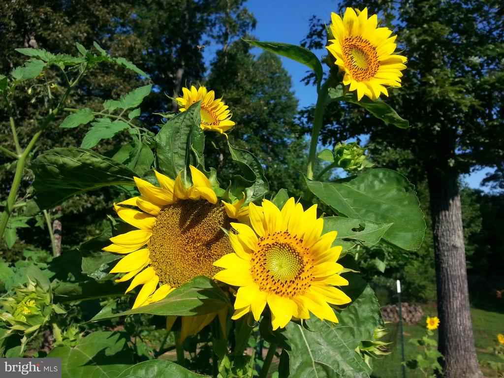 3505 SARAH DR, CHARLOTTESVILLE, Virginia 22911, 4 Bedrooms Bedrooms, ,3 BathroomsBathrooms,Residential,3505 SARAH DR,VAAB2001188 MLS # VAAB2001188